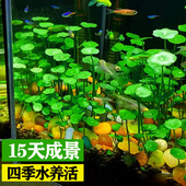 水草种子生态玻璃瓶真绿植物种籽盆栽铜钱草水培装 饰草缸鱼缸造景
