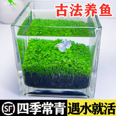 鱼缸水草种子生态玻璃瓶造景
