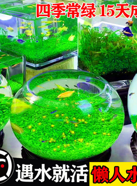 生态瓶免打理diy微景观玻璃鱼缸小型水培水草种子自循环治愈造景