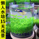 鱼缸生态水草种子玻璃瓶植物种孑籽水培阴性真草盆栽装 饰造景一体