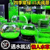 生态玻璃鱼缸小型乌龟缸水草绿植物真草造景家用桌面客厅家用懒人