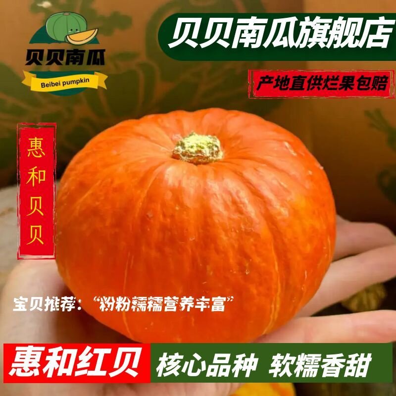 【惠和红贝贝】红贝贝南瓜 新鲜板栗味日本养生小南瓜宝宝辅食