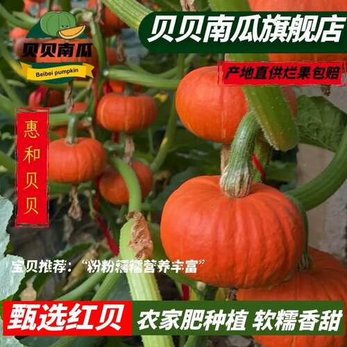 惠和品种红贝贝南瓜 粉糯香甜