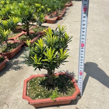 速发新品小叶红j芽雀梅悬崖盆景罗汉松白蜡福H建茶U金边六月雪胡