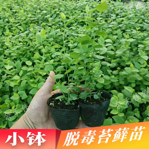 蓝莓苔藓苗脱毒组培小钵苔藓苗