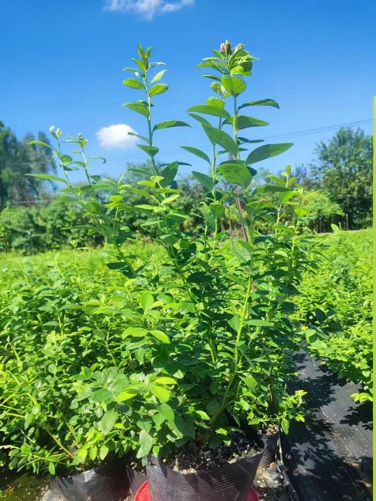 蓝莓树果苗基质土组培脱毒原盆原土大钵苗南北方阳台庭院盆栽地栽,鲜花速递/花卉仿真/绿植园艺,果树,淘宝优惠券,粉丝福利购,淘宝优惠卷