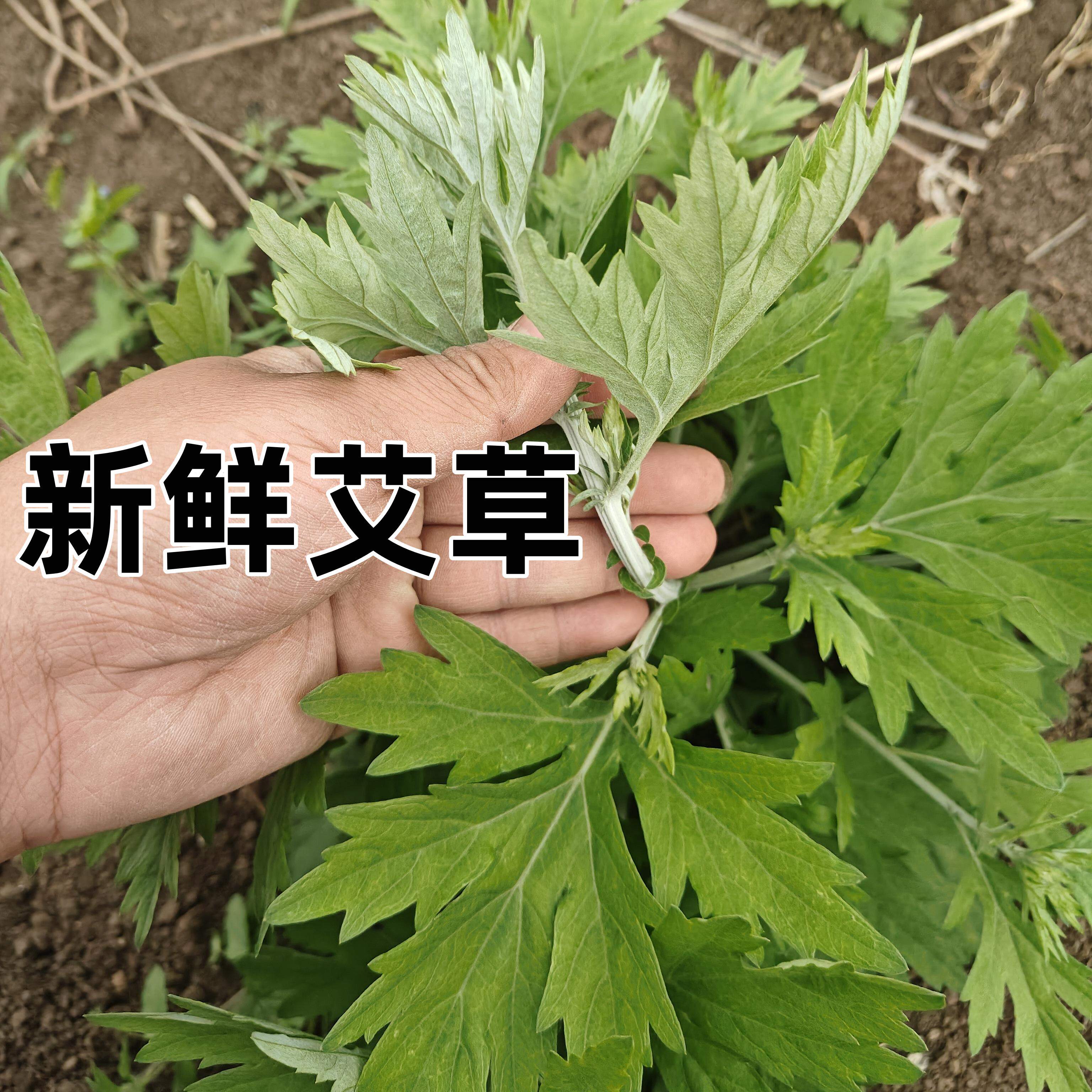 艾草种苗幼苗盆栽大叶艾老根原种药用食用种植纯艾草新鲜绿植校园