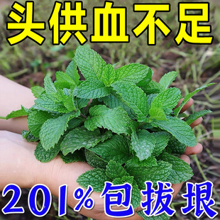 头晕脑鸣供血不足偏头疼神器缓解三叉神经性头痛膏YF