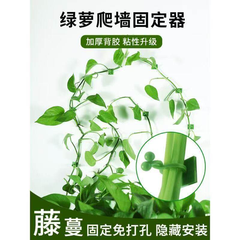 绿箩爬上神器爬墙上固定器绿萝绿植攀爬夹子墙上无痕挂钩粘爬藤杆