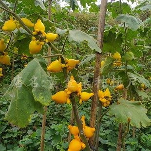 五代果插瓶观赏装饰五代同堂黄金果植物鲜切枝条家里摆件送礼喜庆