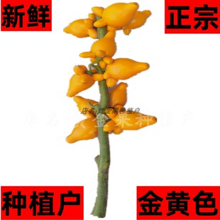 黄金果五代同堂鲜花婚礼布置婚庆结婚装饰摆放五福果植物观赏祝福