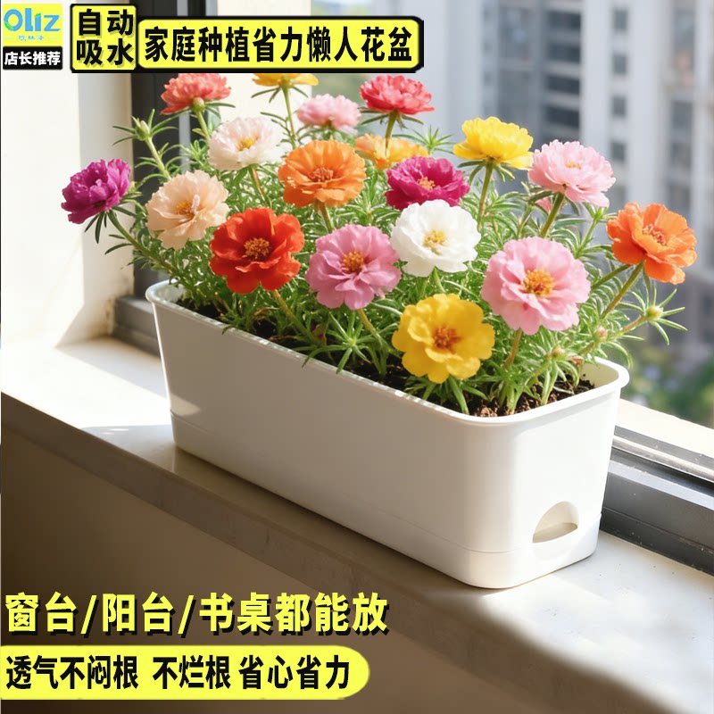 花盆树脂长方形长条型太阳花盆栽神器自吸水阳台种菜专用盆种植盆