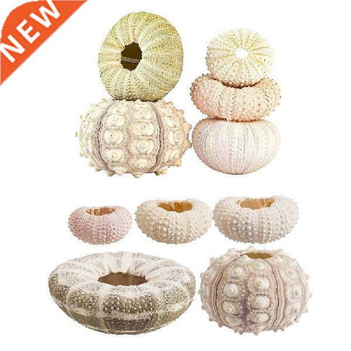Natural Shells Conch Coquillage Sea Urchin Air Pineapple
