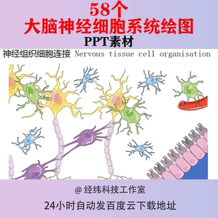 神经学细胞系统绘图PPT素材大脑截面副交感皮层脊髓脑动脉脑干