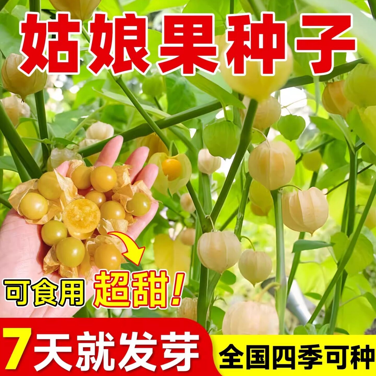 甜姑娘果种籽超甜大果种子东北黄菇娘果阳台盆栽庭院奇异水果种孑