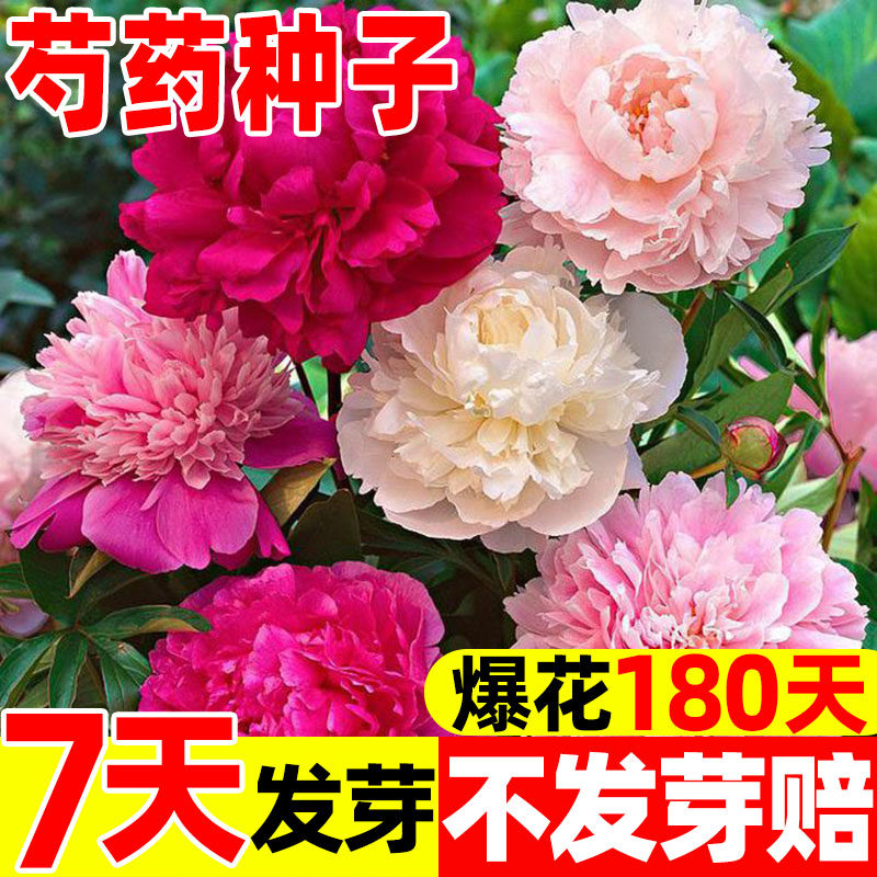 混色芍药花种子重瓣大花花籽庭院阳台盆栽四季好养活花种子籽