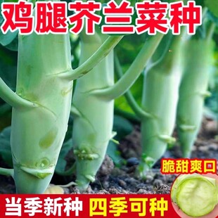 鸡腿芥兰菜种籽四季蔬菜种孑大全菜园阳台盆栽菜苗头广东芥兰种子