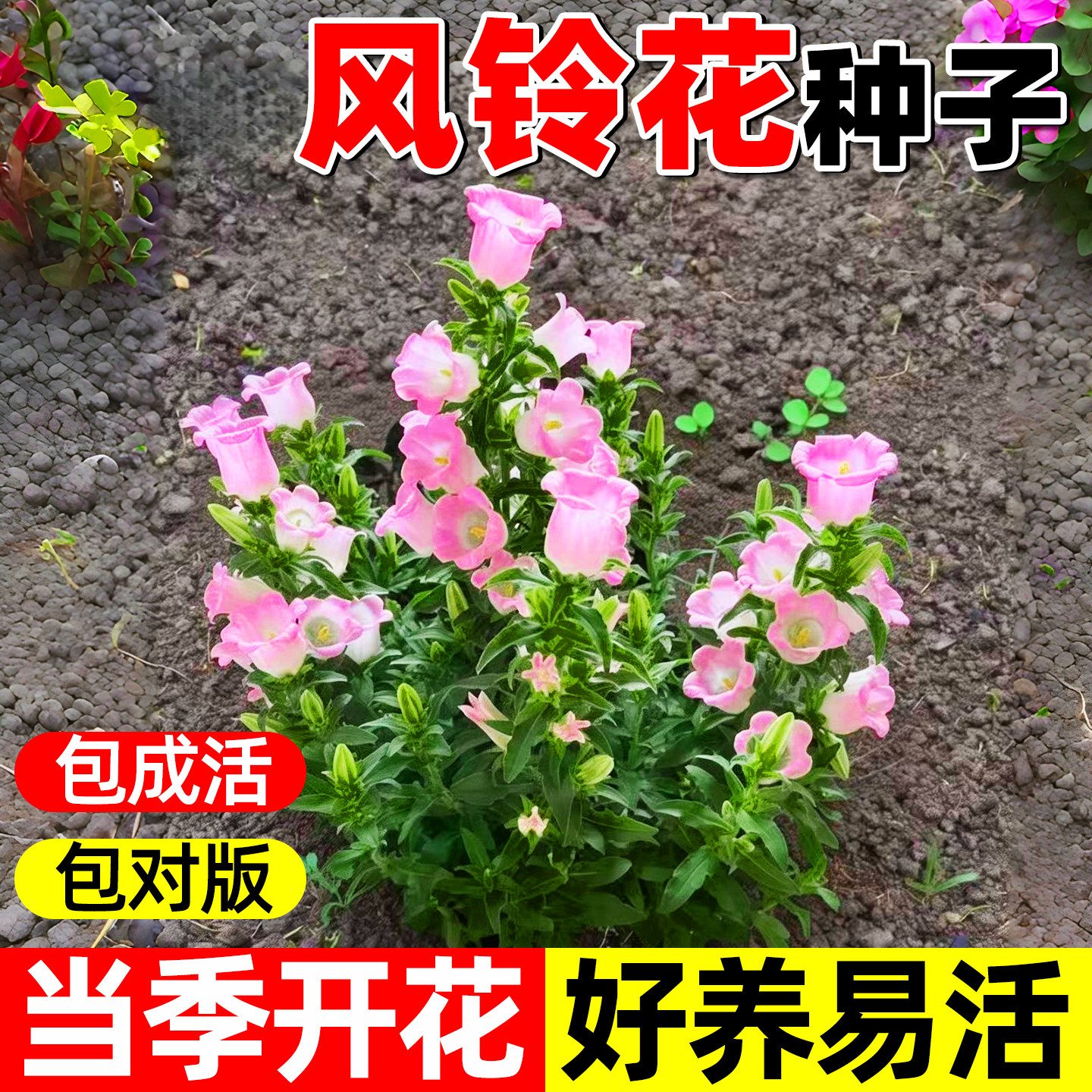 混色风铃花种子四季播种开花花籽盆栽花卉室外阳台庭院花种籽子孑