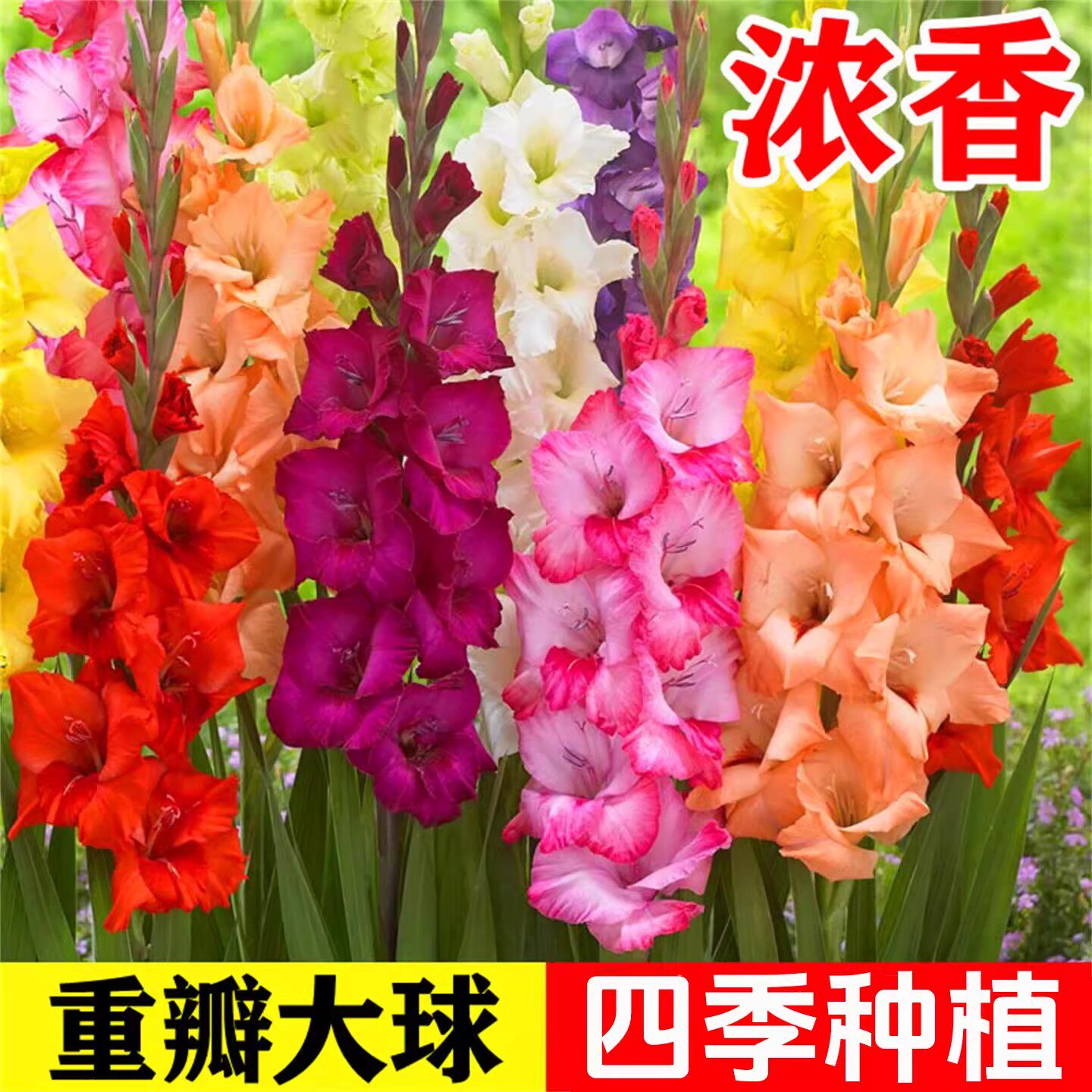 进口剑兰种球切花室内外庭院唐菖蒲种四季易活耐寒植物多年生花卉