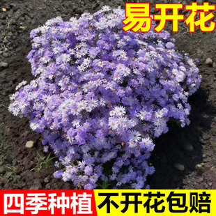 紫茼蒿菊种子木茼蒿花种子木春菊多年生木茼蒿花籽四季播种花卉种