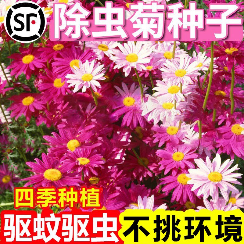 除虫菊花种籽子夏季驱蚊花卉室内盆栽四季植物太阳花好养易活种孑
