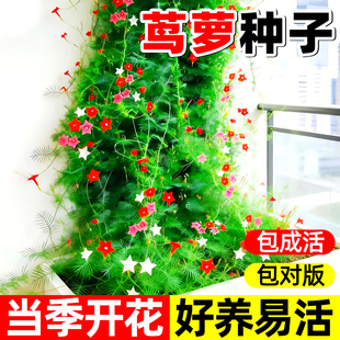 羽叶茑萝花种子爬藤花卉植物种籽室内外庭院易活四季开花种五角星