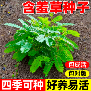 含羞草种孑害羞草种子小盆栽花种籽子四季播种室内易活花卉绿植物