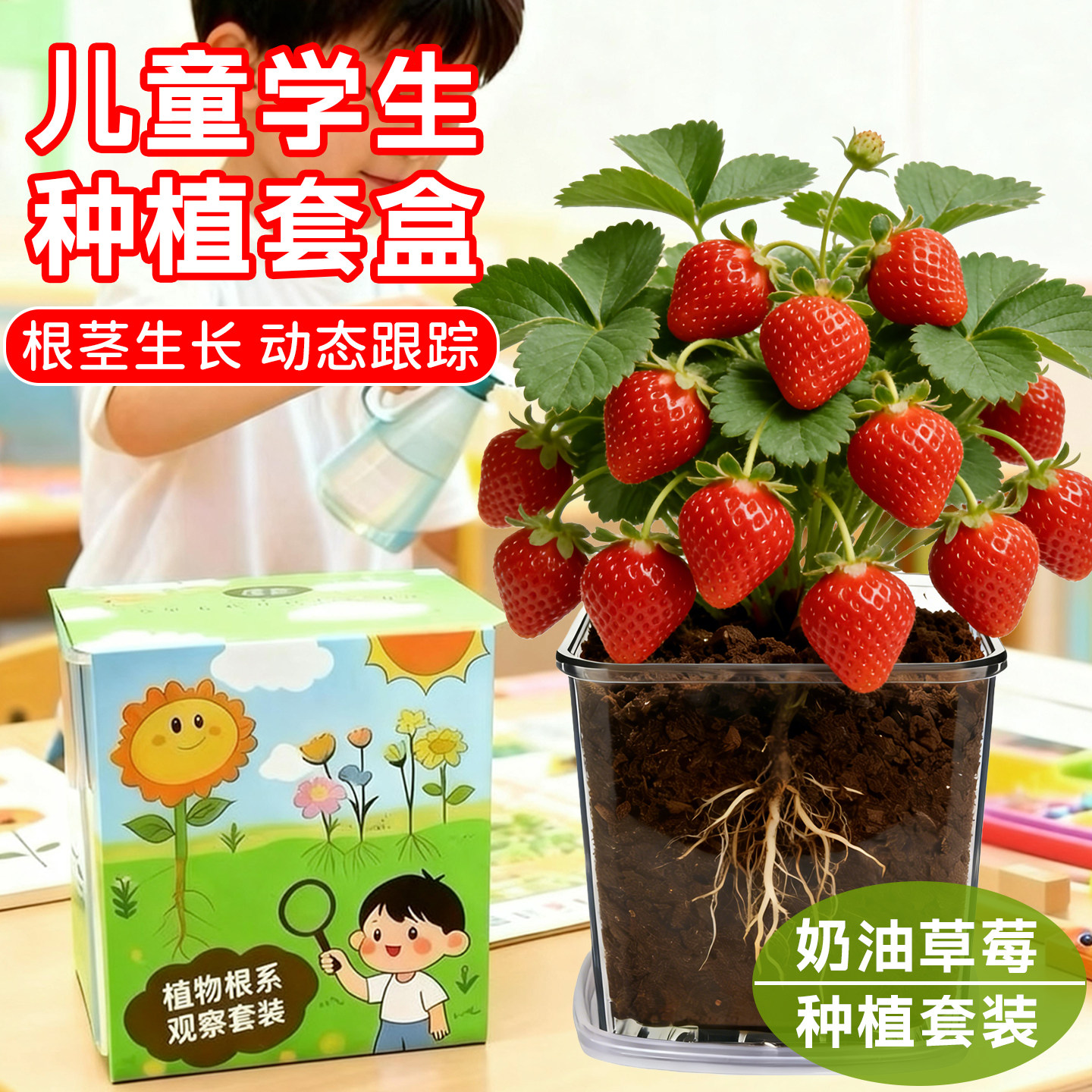 奶油草莓种籽四季小学生科学实验观察套装儿童种植小盆栽植物种子