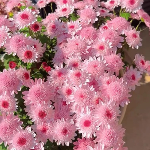 彩虹糖果小雏菊花种子籽四季