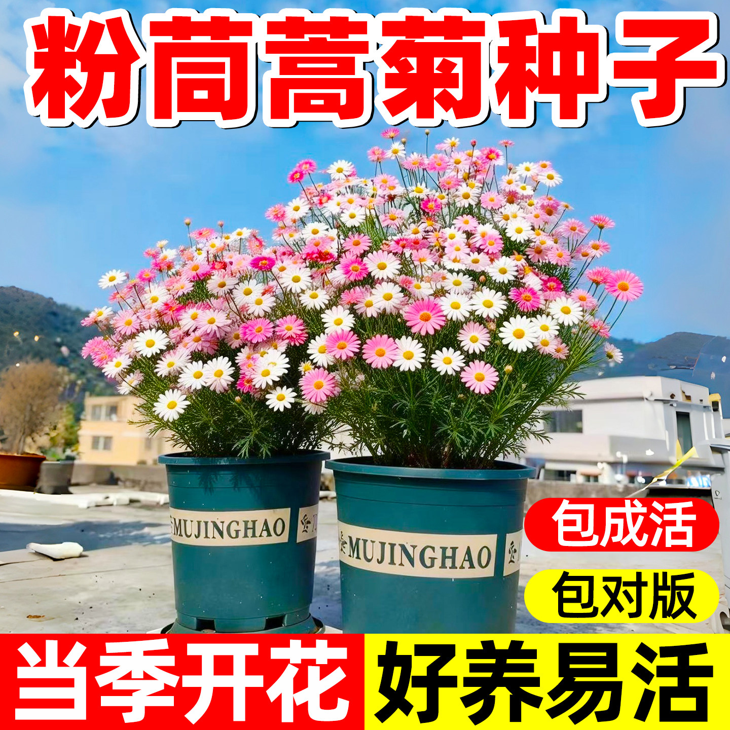 粉茼蒿菊种子木茼蒿花种子木春菊多年生木茼蒿花籽四季播种花卉种