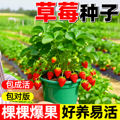 草莓种籽子丹东99四季奶油草莓