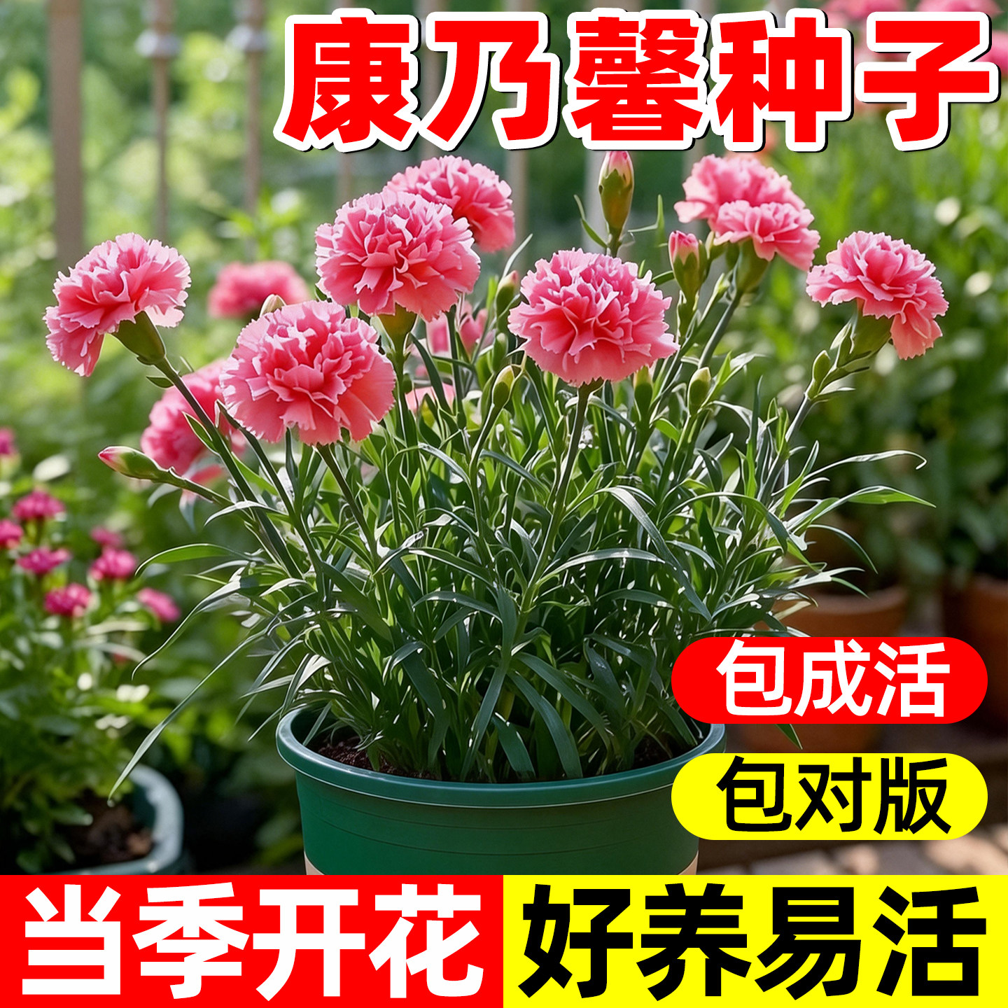 重瓣康乃馨种子阳台庭院驱蚊香草籽四季播种花卉盆栽花苗花种子籽
