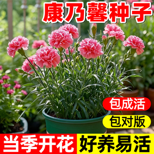 重瓣康乃馨种子阳台庭院驱蚊香草籽四季播种花卉盆栽花苗花种子籽