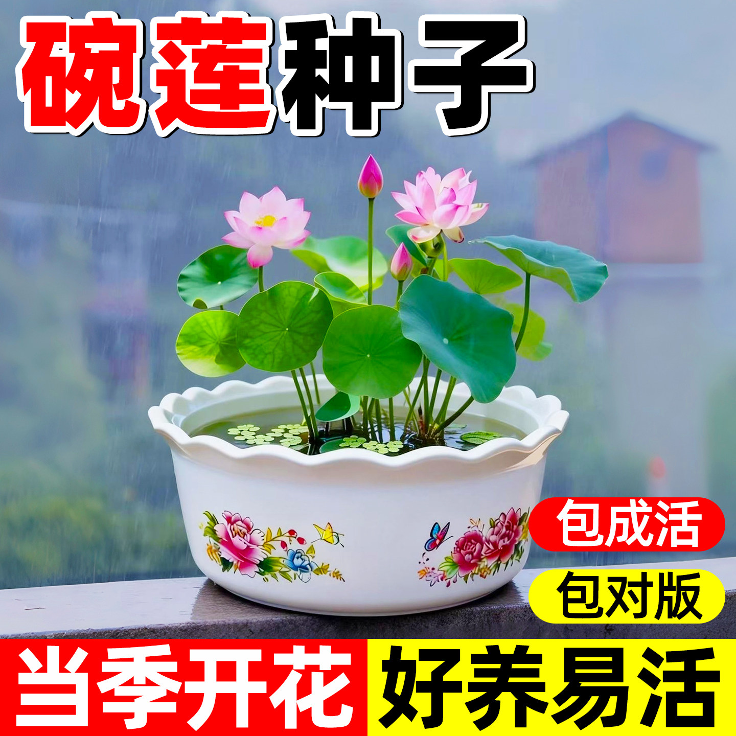 水培碗莲种籽子四季睡莲荷花水养植物室内缸养盆栽铜钱草草籽种孑