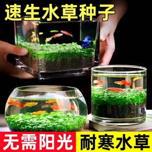 水草种子生态玻璃鱼缸小型乌龟缸金鱼植物真草籽造景桌面客厅家用