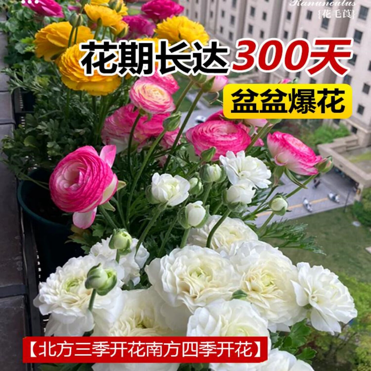 花毛茛洋牡丹花盆栽重瓣种球根花苗花种子室内外四季种植植物花卉