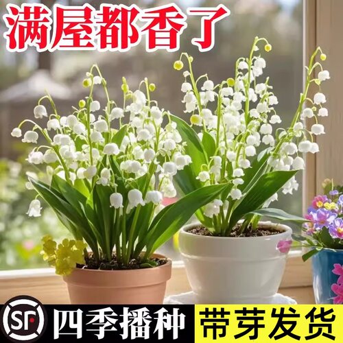 带芽铃兰花苗带根植物盆栽进口