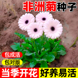 重瓣非洲菊种子阳台盆栽四季景观绿化植物扶郎花菊花种籽花卉种孑
