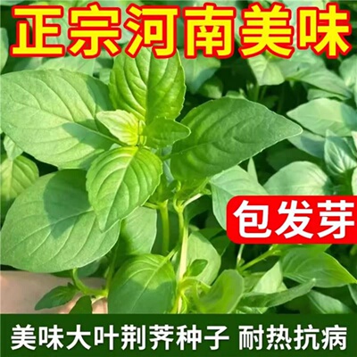 荆芥菜种籽大全河南大叶蔬菜种子