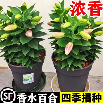 进口重瓣香水百合花种球盆