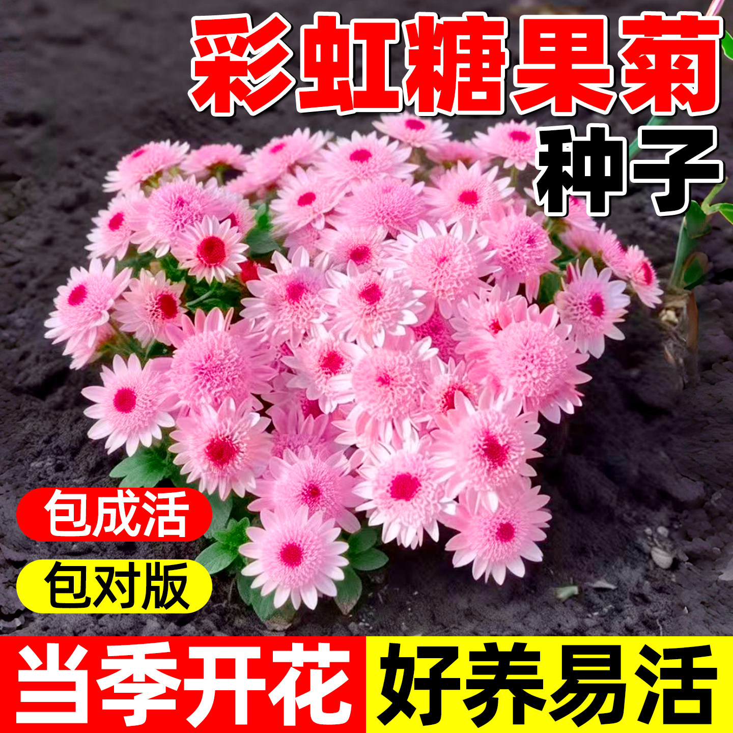 彩虹糖果小雏菊花种子籽四季播种开花室内室外花卉好养易种活花籽