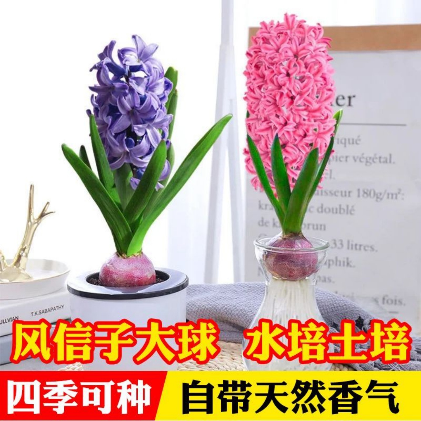 风信子种球水培套装四季水养郁金香花卉室内耐寒土培绿植秋冬盆栽