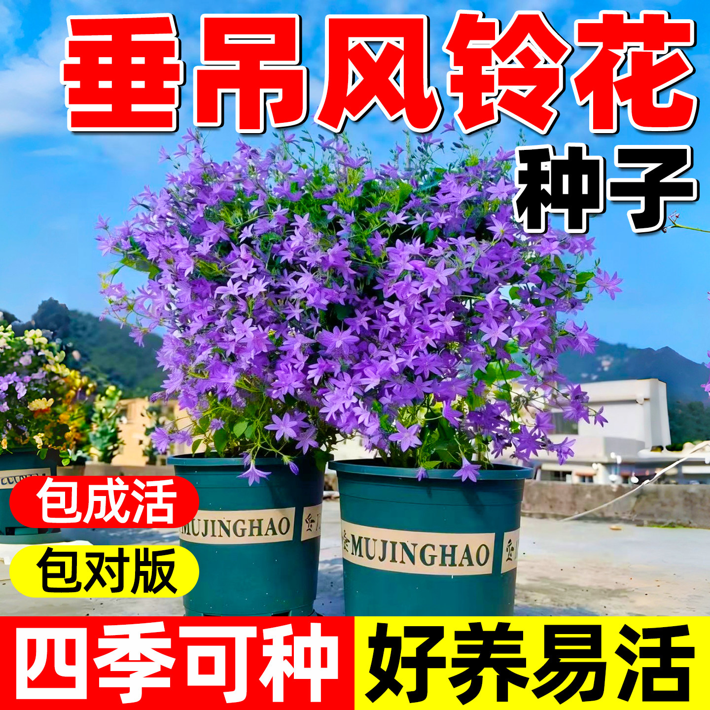 垂吊风铃草种子好养易活室内外庭院阳台四季播种花卉盆栽花种籽孑