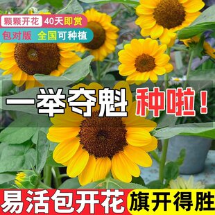 向日葵种子种孑一举夺魁阳台盆栽四季播种开花高杆观赏食用葵花籽