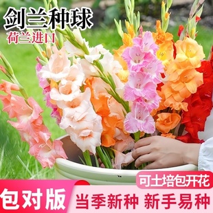 进口剑兰种球切花室内外庭院唐菖蒲种四季易活耐寒植物多年生花卉
