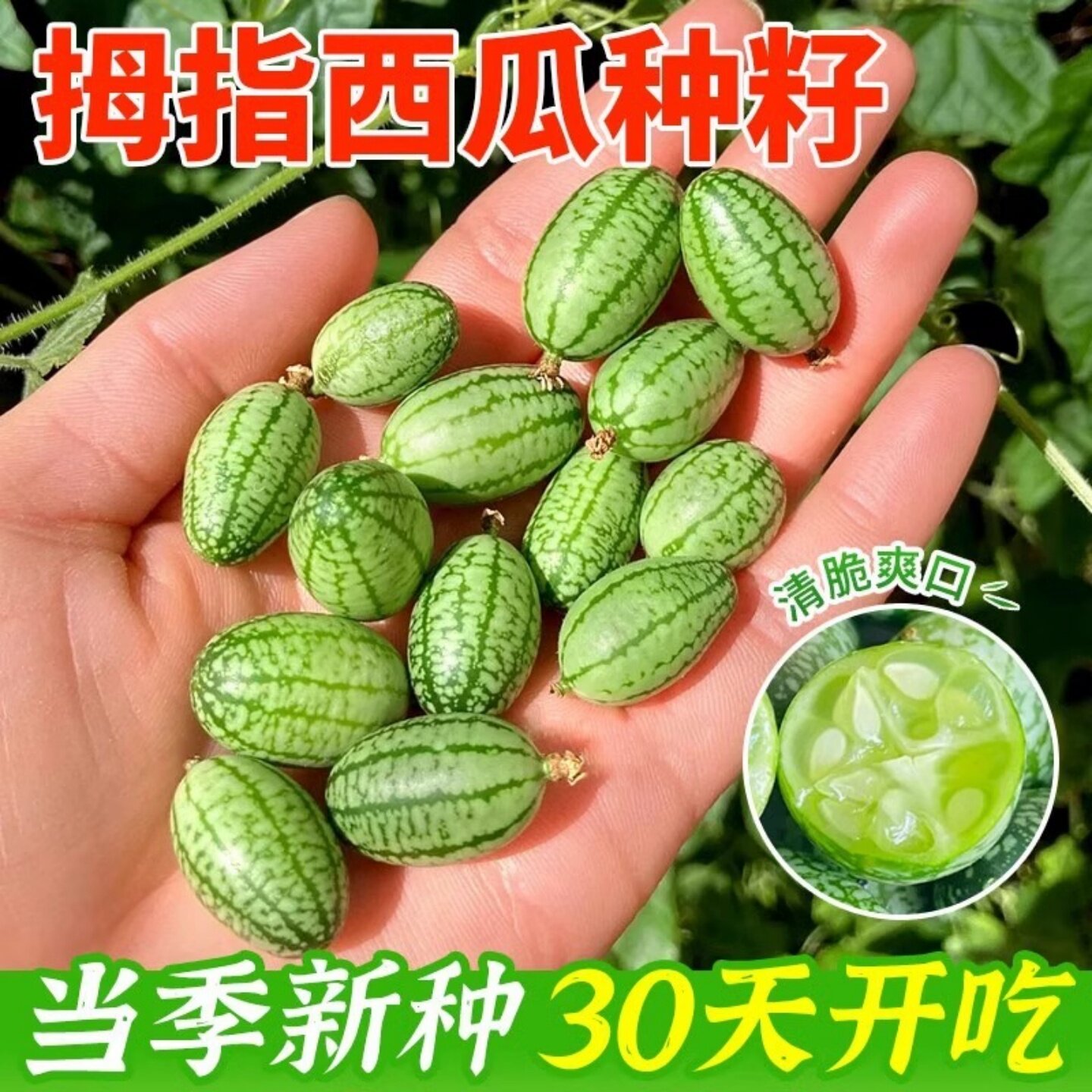 拇指西瓜种籽迷你蔬菜小水果种子秧苗母指阳台四季盆栽无籽瓜果孑