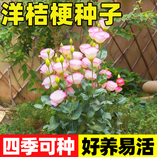 进口重瓣洋桔梗花种子四季播种开花易活种孑室外秋播花种籽子花籽