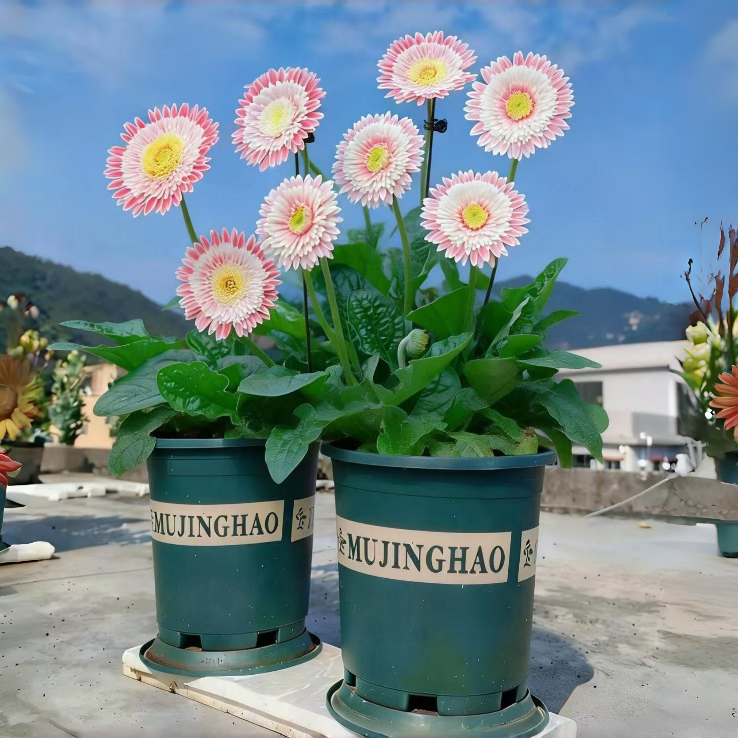 重瓣非洲菊种子阳台盆栽四季景观绿化植物扶郎花菊花种籽花卉种孑