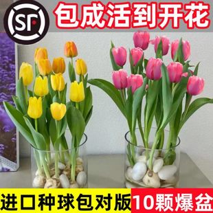 郁金香种球水培花卉植物室内花四季种植种子盆栽花苗土培水养好活