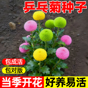 乒乓菊花种子小雏菊四季播种易活室内外花卉盆栽花种籽子播种花籽